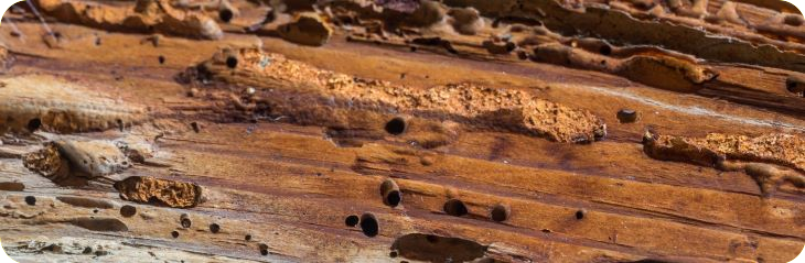 oorzaak en schade van houtworm